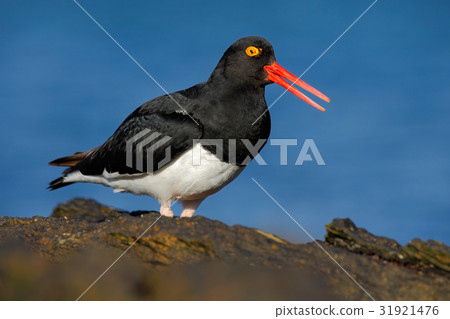 Black and white bird with red bill 31921476