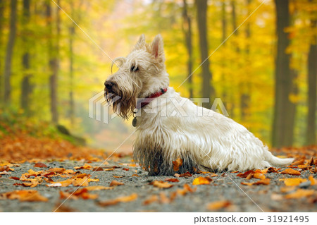White wheaten scottish terrier, sitting on road White wheaten scottish terrier, sitting on road 31921495