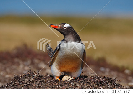Gentoo penguin in the nest wit two eggs 31921537