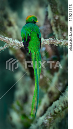 Resplendent Quetzal, Pharomachrus mocinno Resplendent Quetzal, Pharomachrus mocinno 31921538