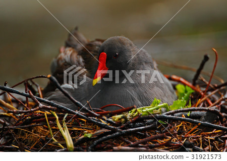 Dark grey bird with yellow red bill 31921573