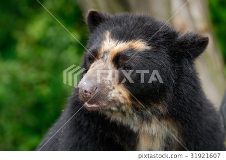 Portrait of Malayan Sun Bear 31921607