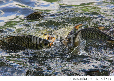 Tilapia Fish scramble to eat food Tilapia Fish scramble to eat food 31921645