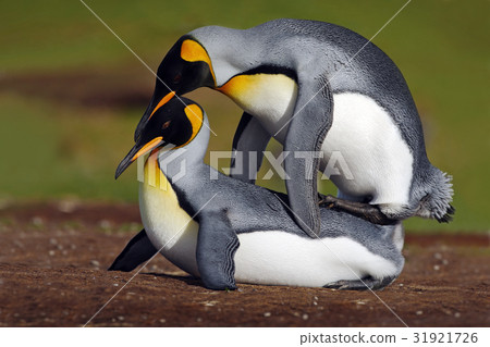 Mating king penguins with green background 31921726
