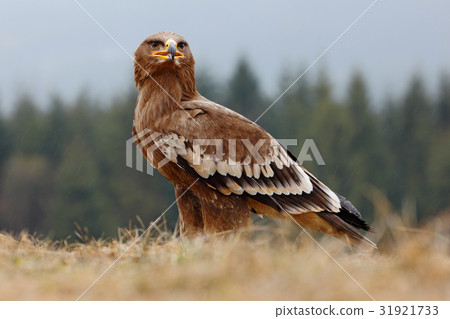 Steppe Eagle, Aquila nipalensis, sitting in grass Steppe Eagle, Aquila nipalensis, sitting in grass 31921733