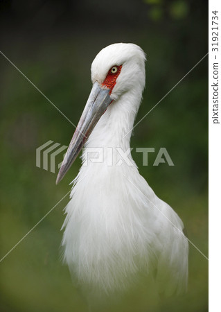 White bird, Maguari Stork, Ciconia maguari White bird, Maguari Stork, Ciconia maguari 31921734
