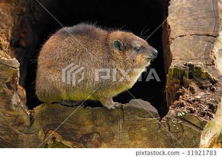 Rock Hyrax, Procavia capensis, South Africa 31921783