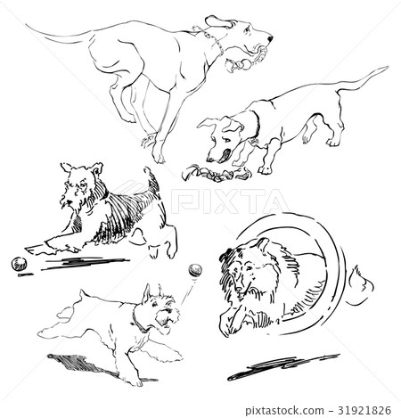 A collection of sketches breed dogs. Isolated hand A collection of sketches breed dogs. Isolated hand 31921826