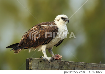 Bird of prey Osprey, Pandion haliaetus Bird of prey Osprey, Pandion haliaetus 31921827