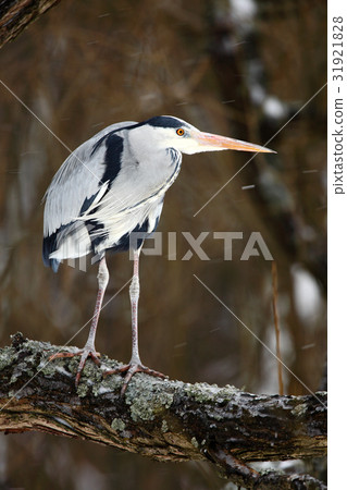 Big bird Grey Heron sitting on the tree Big bird Grey Heron sitting on the tree 31921828