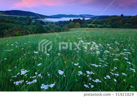 Blooming meadow with white flowers 31921829