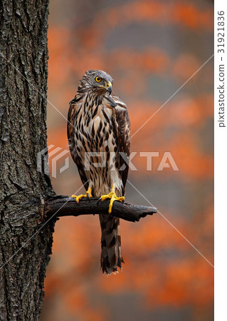 Goshawk, Accipiter gentilis, bird of prey Goshawk, Accipiter gentilis, bird of prey 31921836