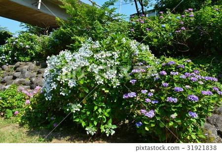 Hakone Yumoto Hayakawa Hydrangea on the river bank Hakone Yumoto Hayakawa Hydrangea on the river bank 31921838