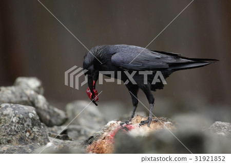 Black bird raven with dead red fox, bloody heart Black bird raven with dead red fox, bloody heart 31921852