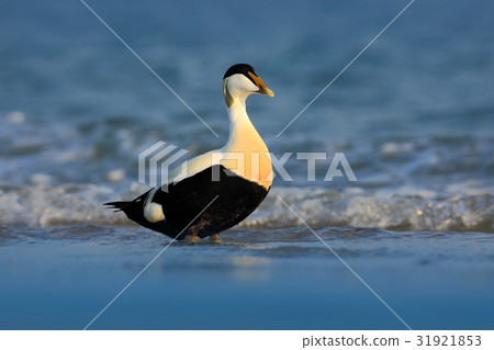 Eider, Somateria mollissima, beautiful sea bird Eider, Somateria mollissima, beautiful sea bird 31921853