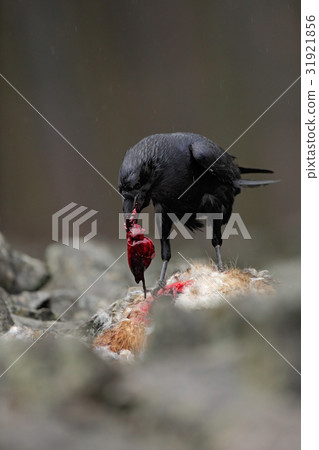 Raven with dead red fox, bloody heart in beak Raven with dead red fox, bloody heart in beak 31921856