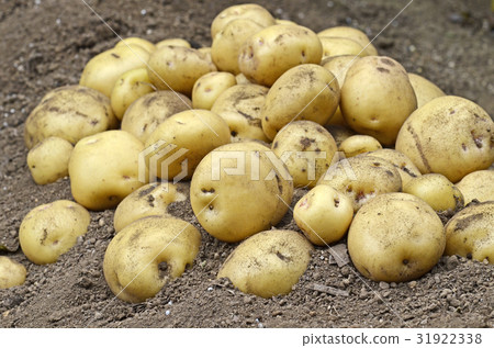 收穫土豆（Kitaka kari） 31922338