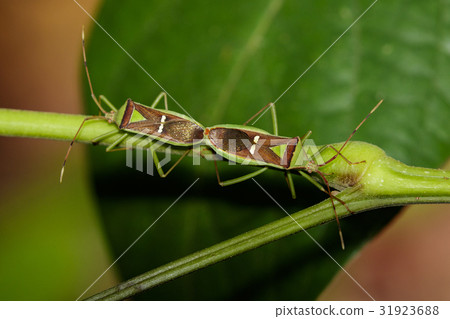 Image of Hemiptera (Green Legume Pod Bug) Image of Hemiptera (Green Legume Pod Bug) 31923688
