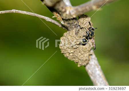 Image of female potter wasp building her nest. 31923697