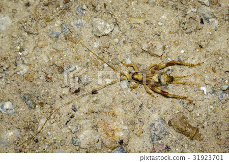 Image of a brown cricket on the ground. 31923701