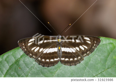 Image of common plain sailor butterfly. Image of common plain sailor butterfly. 31923986