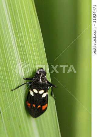 Image of black beetle on green leaves. 31924473