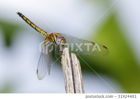 Image of crimson dropwing dragonfly (female) Image of crimson dropwing dragonfly (female) 31924481