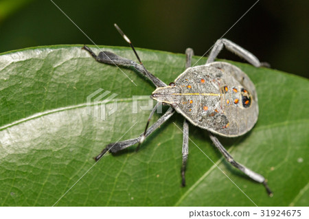Image of Hemiptera bug on green leaves. Insect. Image of Hemiptera bug on green leaves. Insect. 31924675