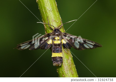 Image of Amata (moth) bug on nature background. 31924738