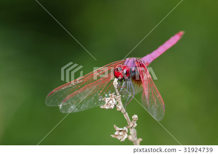 Image of a dragonfly (Trithemis aurora). Image of a dragonfly (Trithemis aurora). 31924739