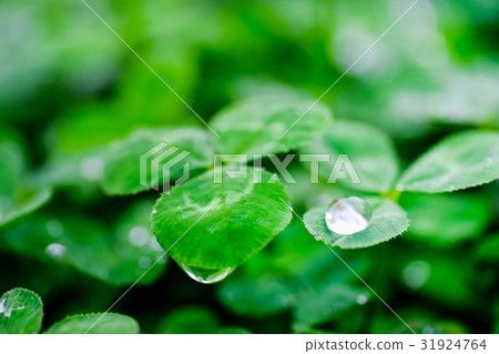Rain 31924764