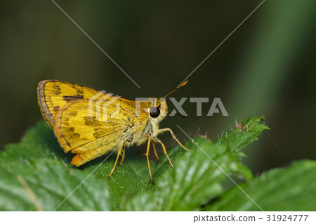 Image of telicota ohara butterfly. Image of telicota ohara butterfly. 31924777