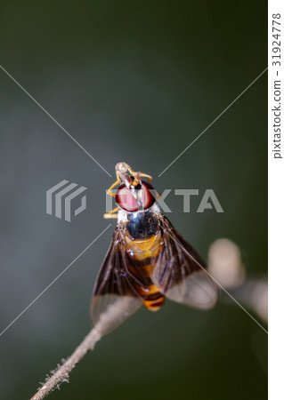 Image of a drosophila melanogaster on a branch. 31924778