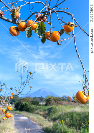 Persimmon nut and Oyama November 31925608