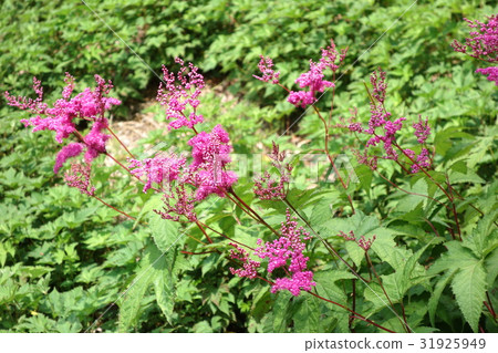 Akagi Nature Park's Kyoganoko 31925949