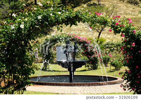 日本花園玫瑰節 日本花園玫瑰節 31926109