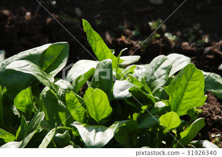 開放地面的菠菜 開放地面的菠菜 31926340