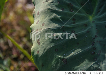 Leaves and drops of taro 31926341