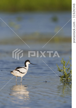 Sorrigi Stratocarpus (Rebirth Length High) Sorrigi Stratocarpus (Rebirth Length High) 31926348