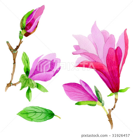 Wildflower magnolia flower in a watercolor style Wildflower magnolia flower in a watercolor style 31926457