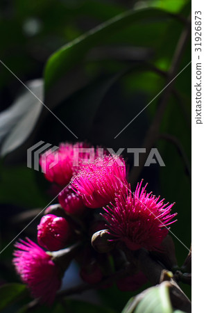 Flower of Malay apple on tree Flower of Malay apple on tree 31926873