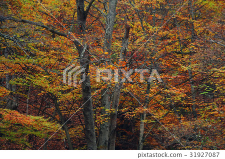 Forest of autumn leaves Forest of autumn leaves 31927087