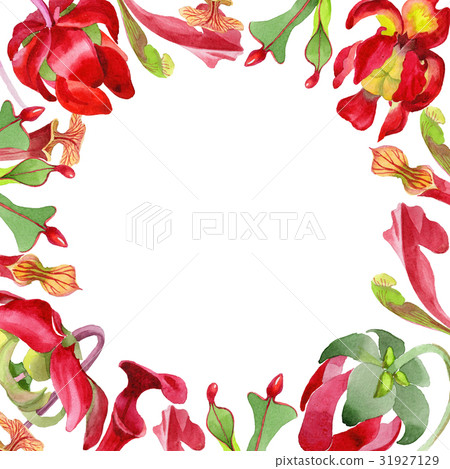 Wildflower Sarracenia flower in a watercolor Wildflower Sarracenia flower in a watercolor 31927129