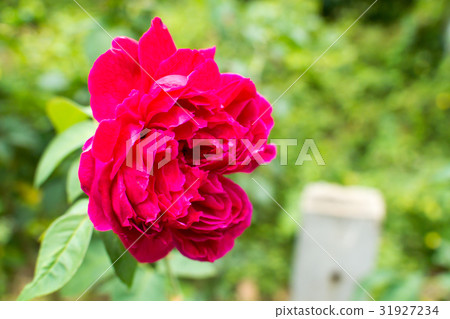 pink flowe pink flowe 31927234