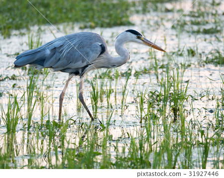 It appeared in the evening rice field, the blue rice! It appeared in the evening rice field, the blue rice! 31927446