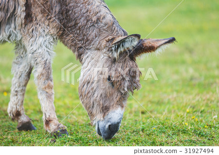Donkey on the pasture 31927494
