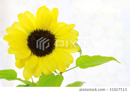 向日葵插花 31927513