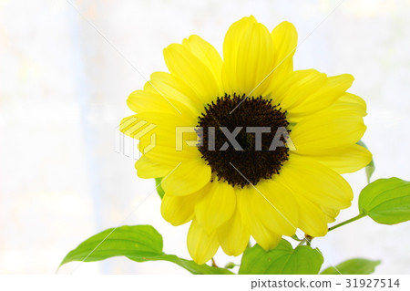 向日葵插花 31927514