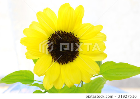 向日葵插花 31927516