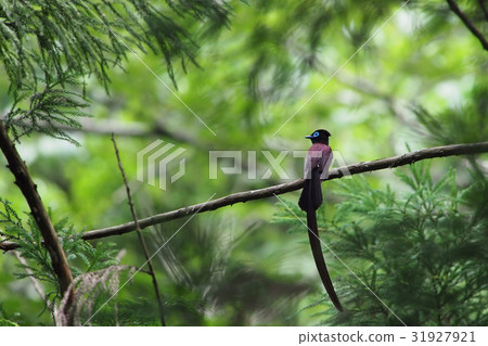 長尾小鸚鵡 31927921